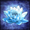 I Found the Icy Water Lily!
