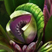 Neferto